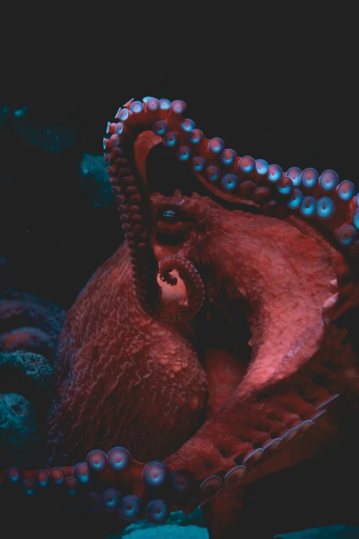 an octo with its tail wrapped around another octo