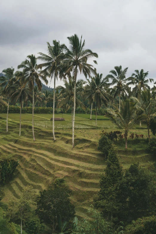 coconut trees in the jungle are growing and moving