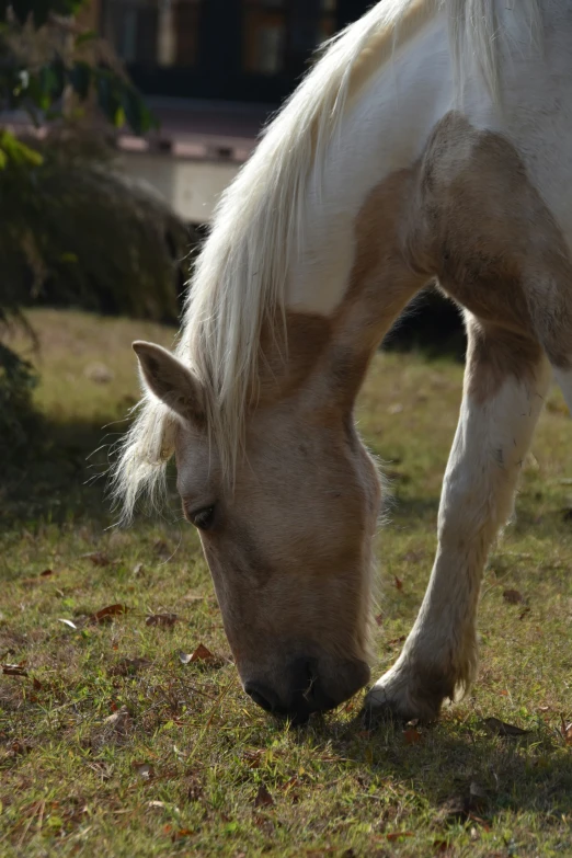 a horse with blonde hair is grazing in a field