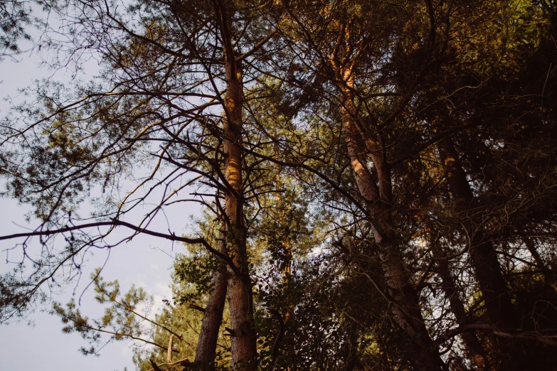 a forest with lots of tall trees and no leaves