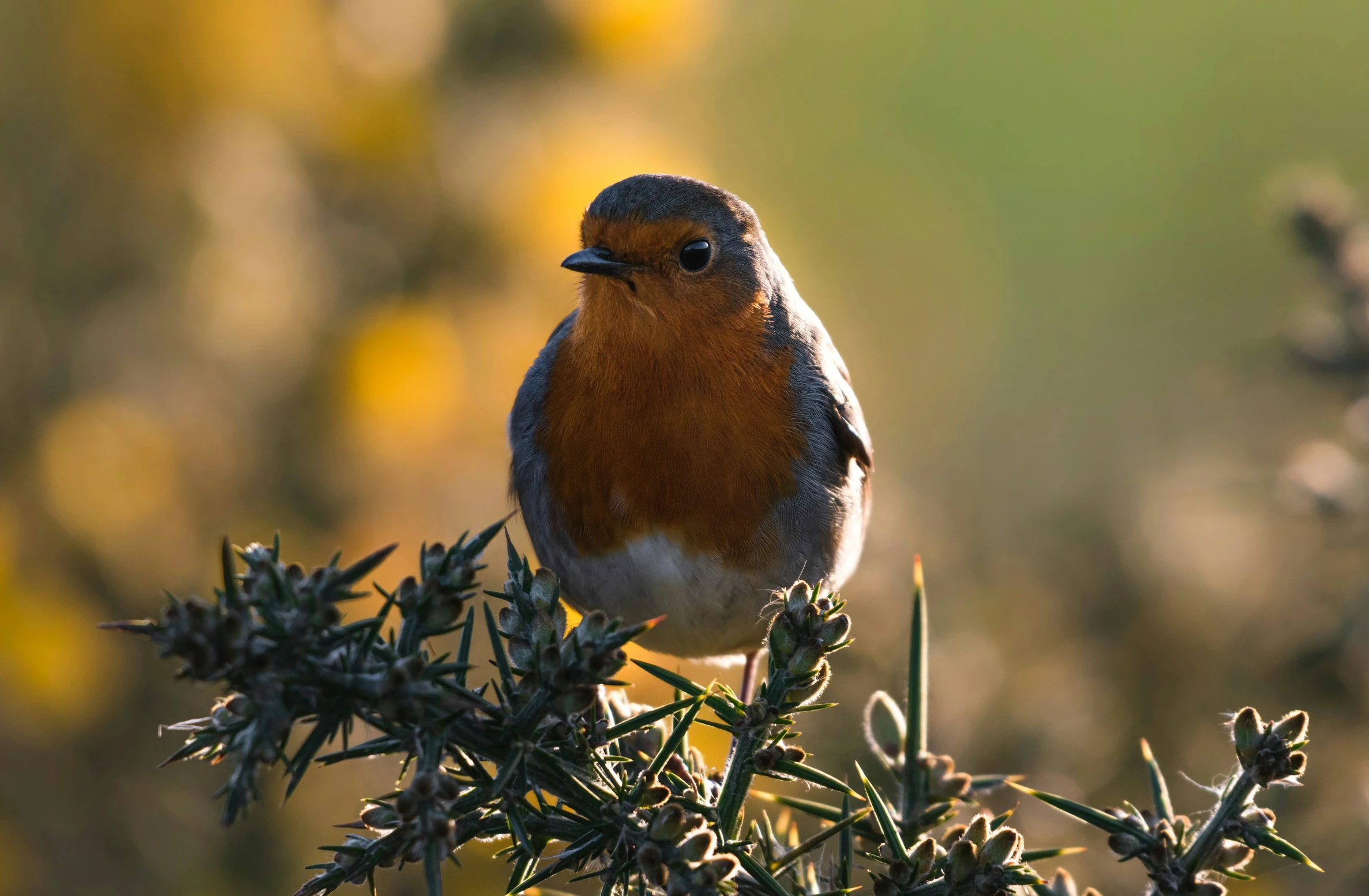 a brown and blue bird is sitting on a bush