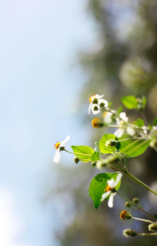 a close up of some leaves and flowers