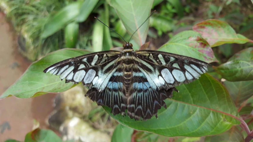 a large black erfly sitting on top of green leaves