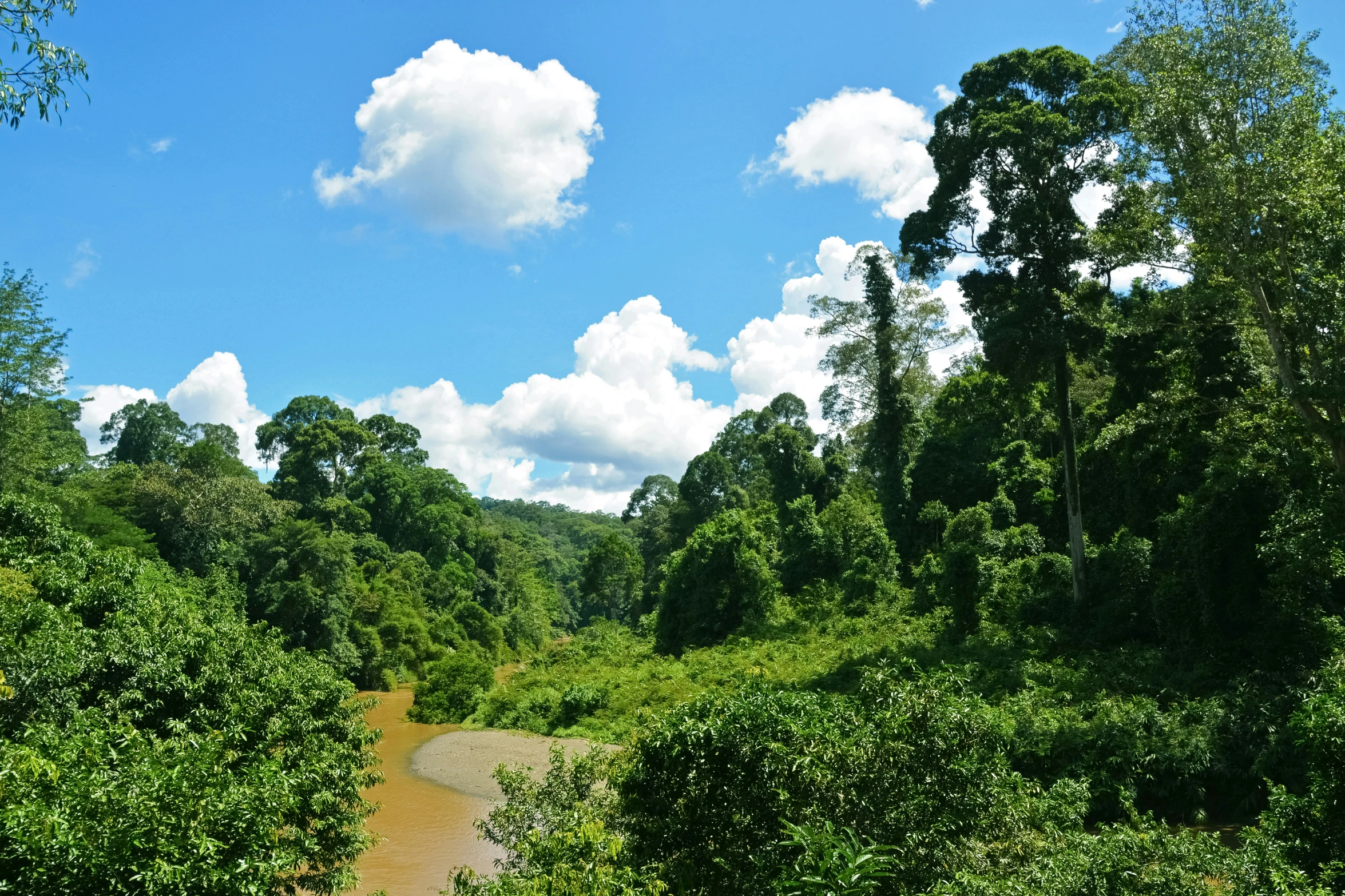 a green wooded area with dirt and some trees