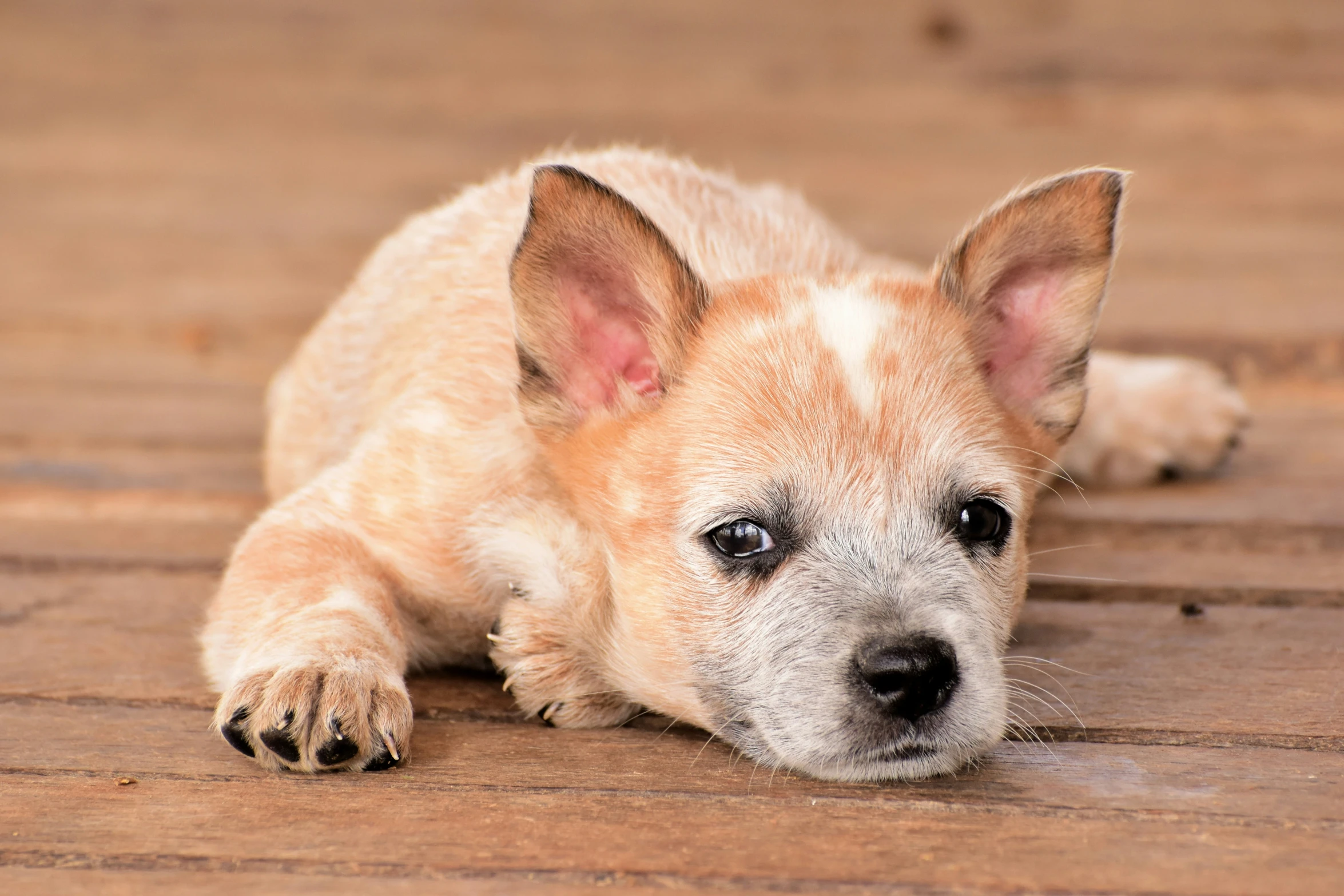 a small tan dog resting it's head on the floor