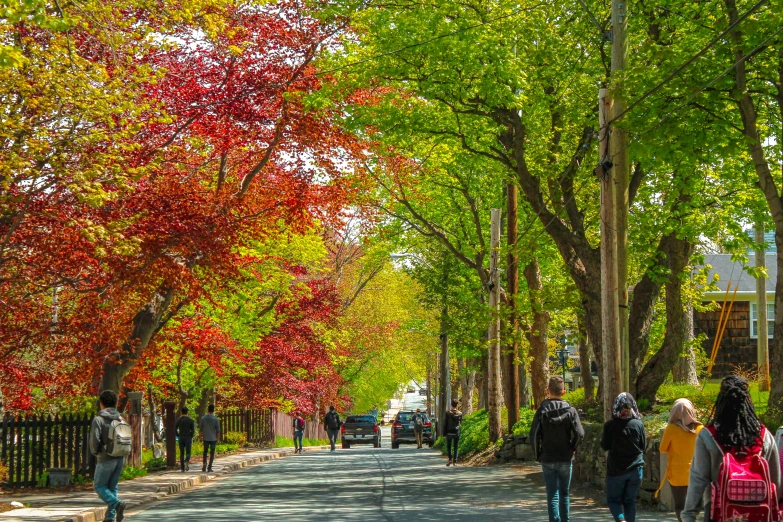 trees line a path and a row of benches