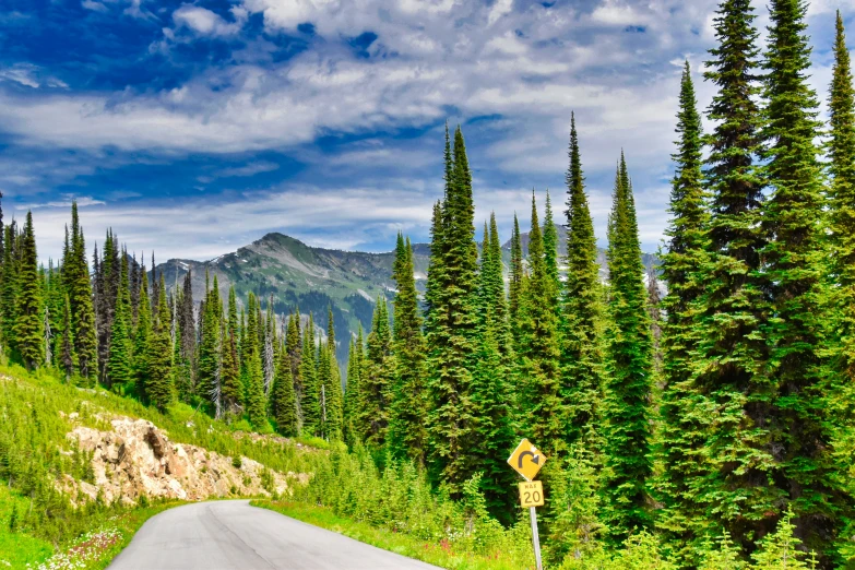 a road passing through a lot of trees and hills