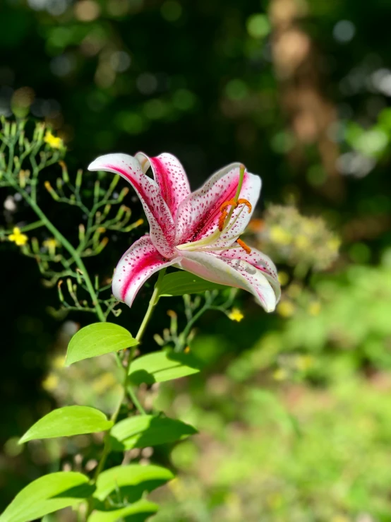 a pink and white flower in front of green foliage