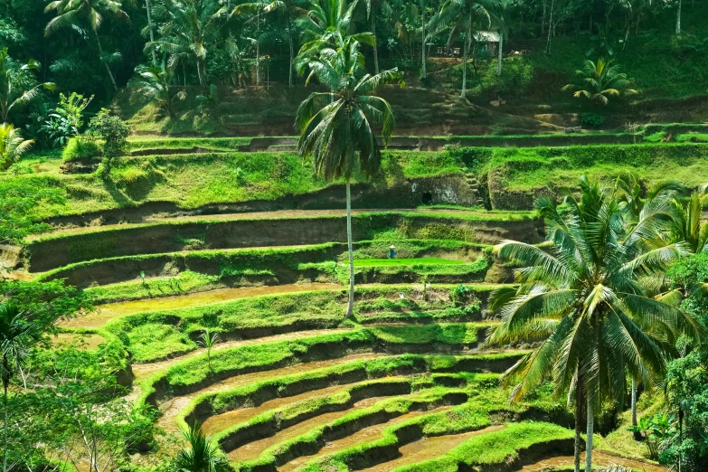 a lush and tropical jungle covered in lots of trees