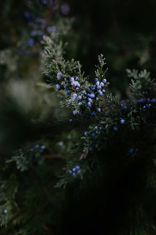 blue berries on the tree in the evening