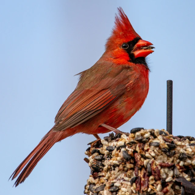 a bird sits on top of a bird feeder