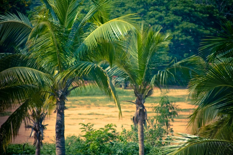 there are palm trees near the water in the lake