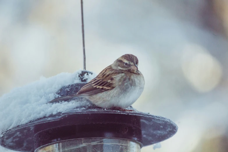 the little bird is sitting on top of the birdfeect