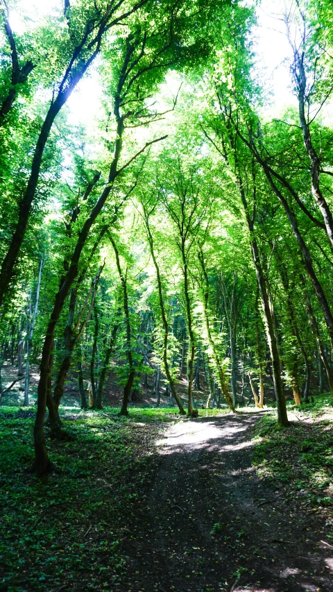 the forest is full of tall green trees