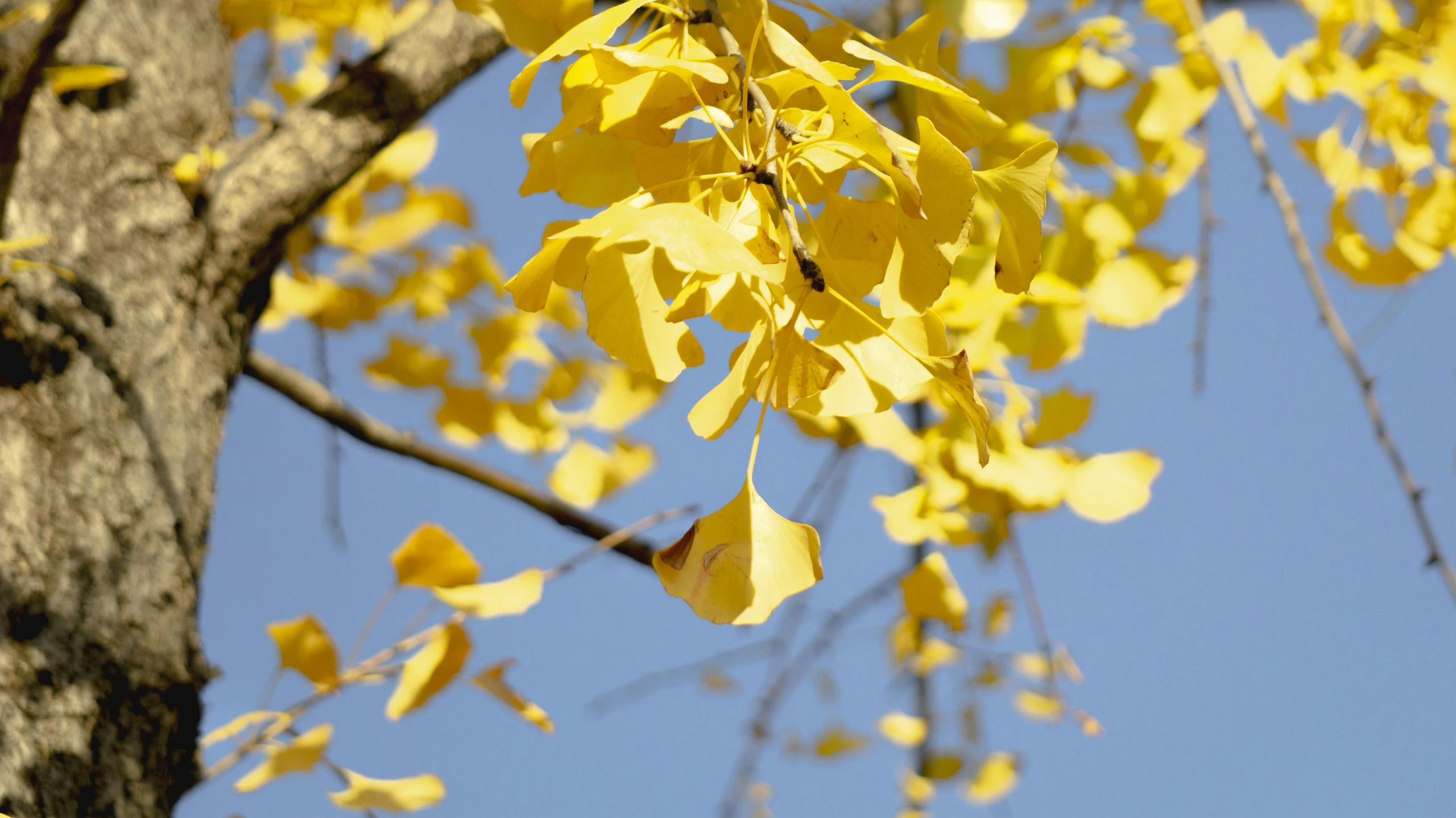 yellow leaves hang from a tree in the blue sky