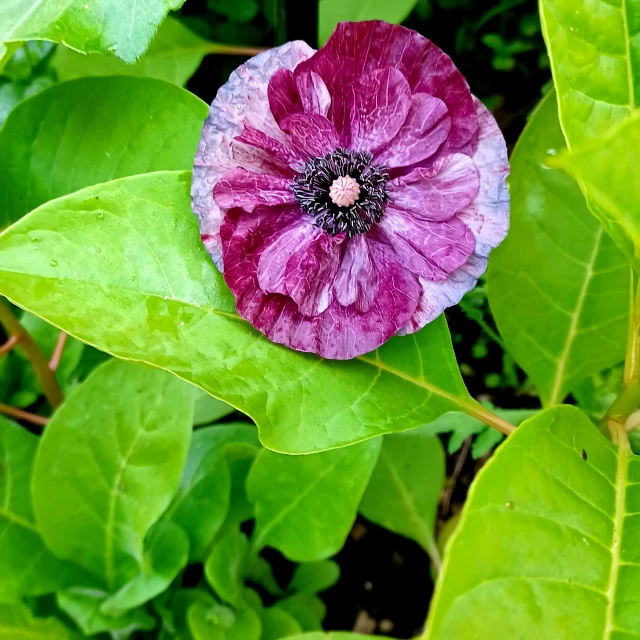 a flower that is on top of some green leaves