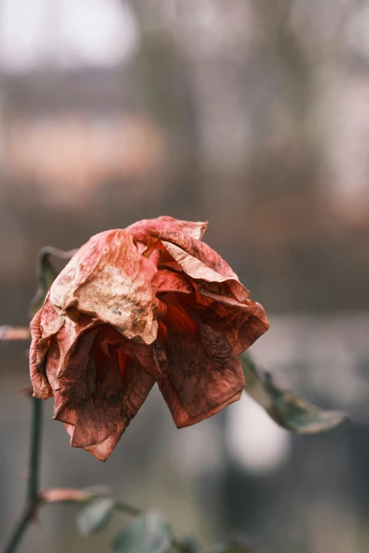 a very close up po of a dried flower