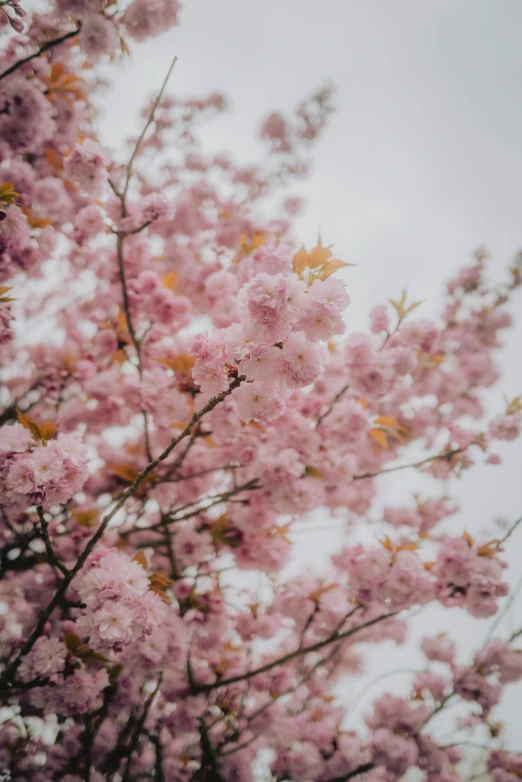 a nch full of pink flowers that are not in bloom