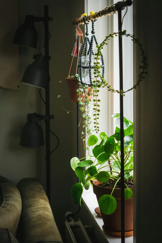 plants sit on the windowsill near a window