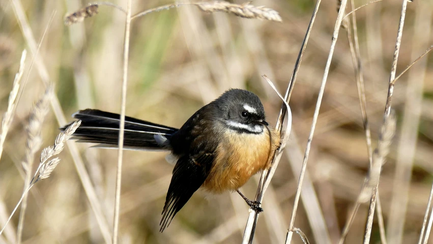 a bird with long red chest sits on a thin twig