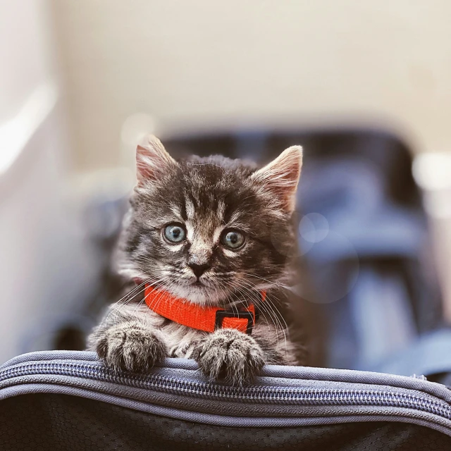 a cat that is sitting on top of a suitcase