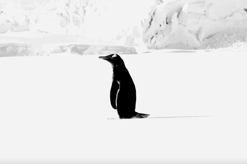 a penguin looks upward at its surroundings in the snow