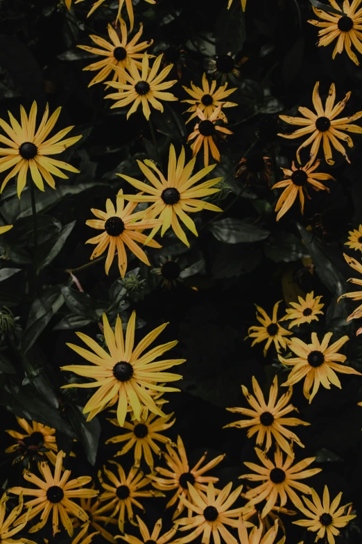 an array of yellow flowers next to a green bush