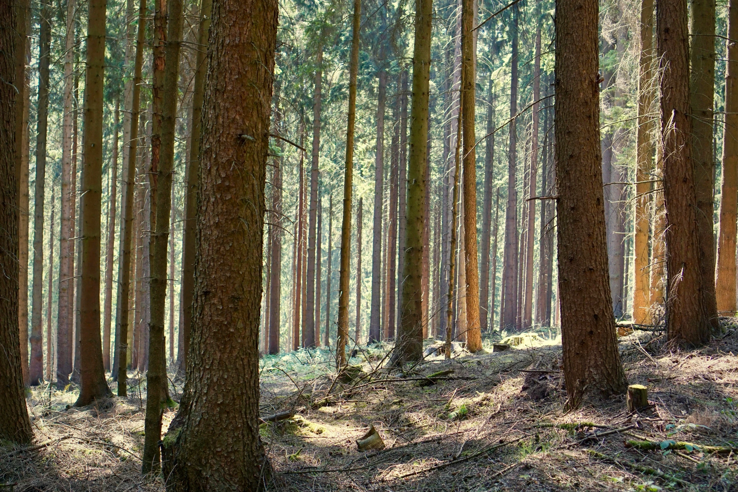 several very large trees that are in the woods