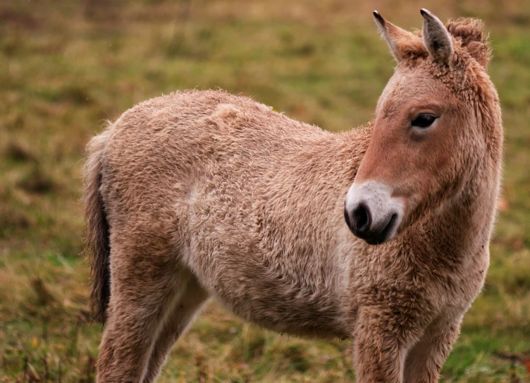 there is a brown horse standing in a grassy field