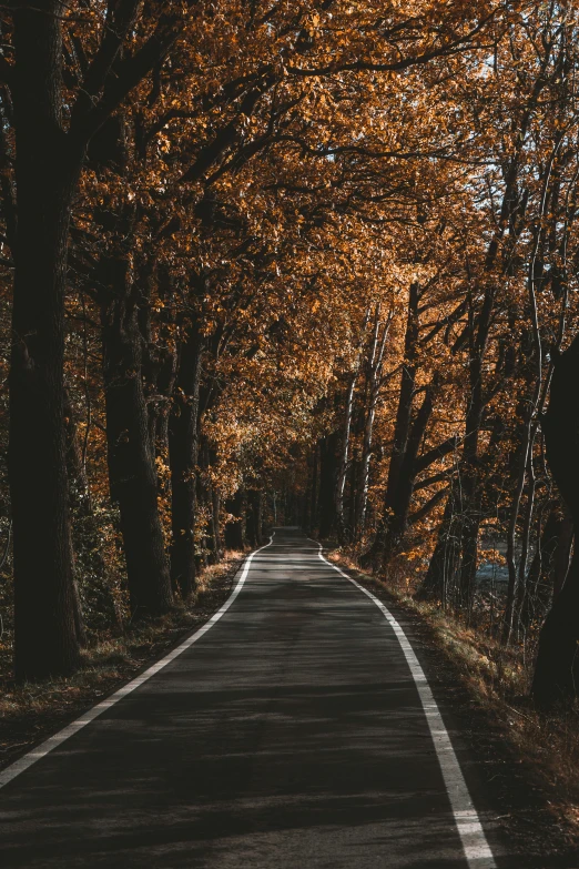 the long and winding road is lined with lots of orange trees