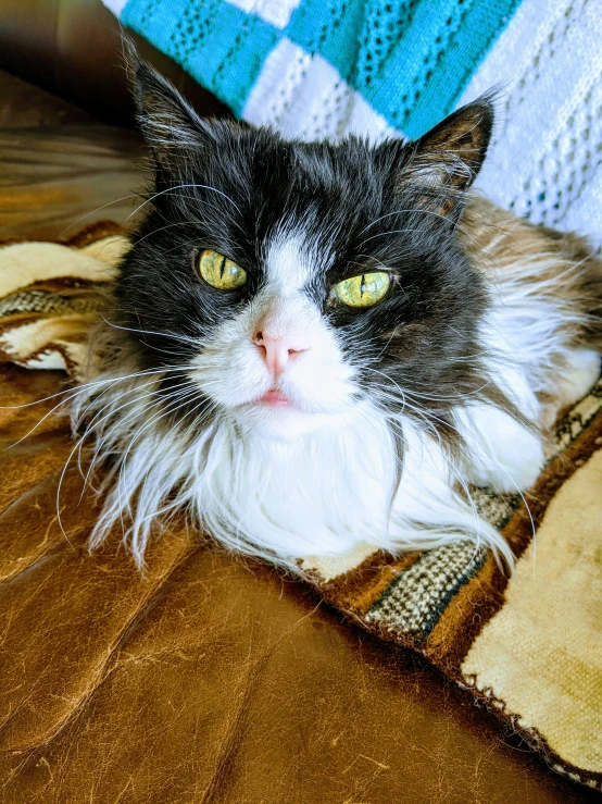 a furry black and white cat with green eyes and a multi - colored blanket