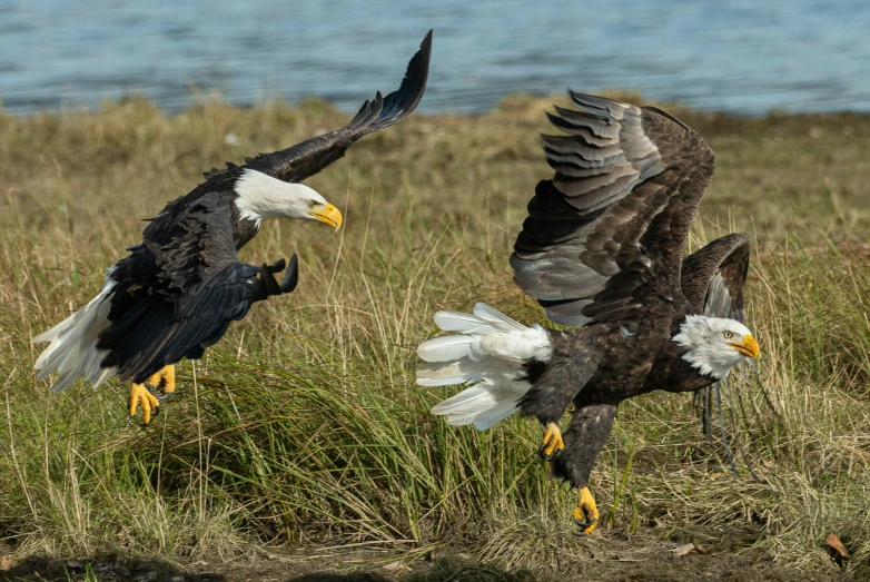 three bald eagles fighting over grass in a field