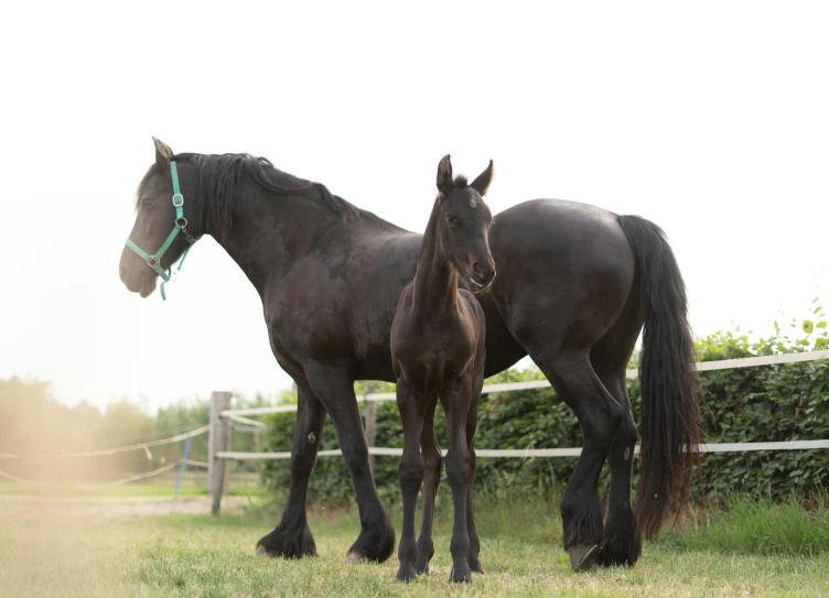 two horses are looking over a fence in the grass