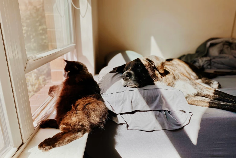 two dogs looking out the window from an unmade bed