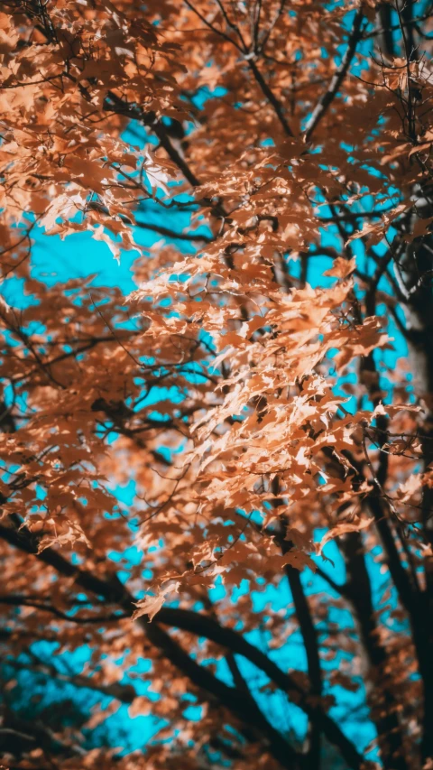 a group of trees with some leaves turning colors