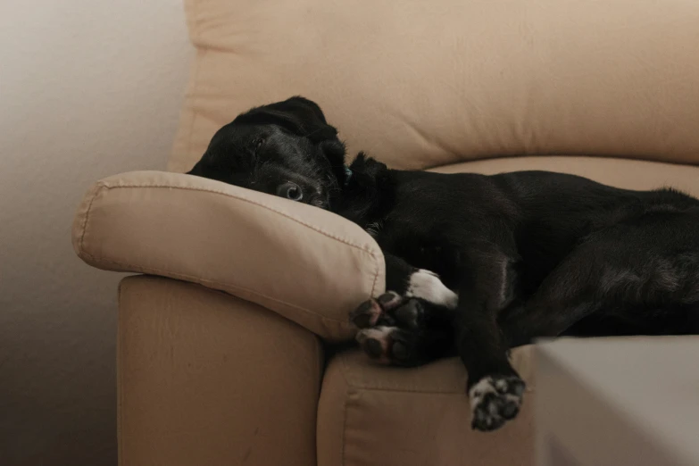 a large black dog lays on its back on a couch