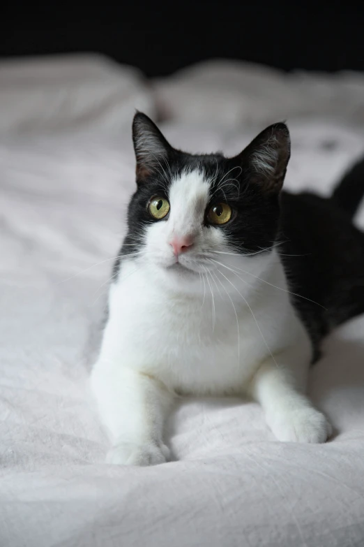 a black and white cat laying on top of a bed