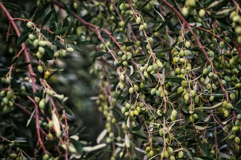 some fruits are growing on a tree nch