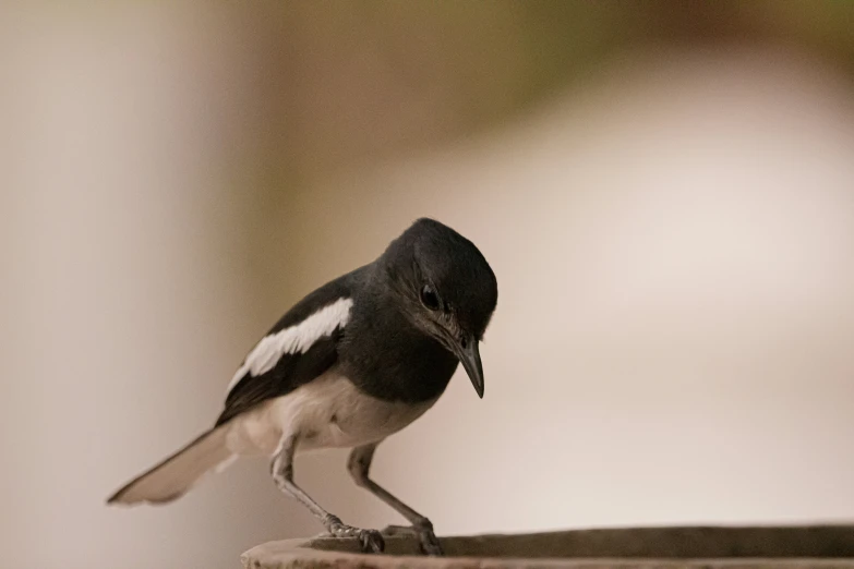 a bird sitting on a ledge eating soing