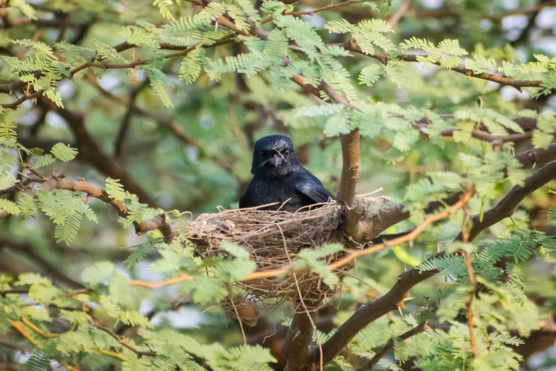 there is a small bird that is in a tree