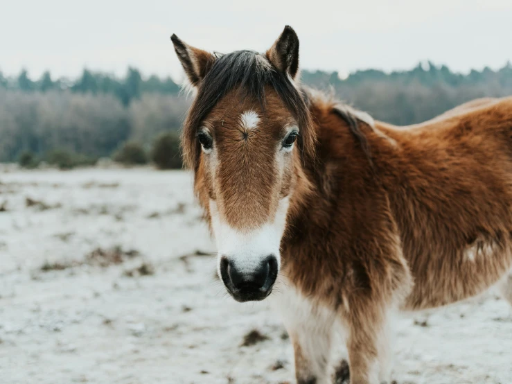 a horse standing in the middle of a snowy field