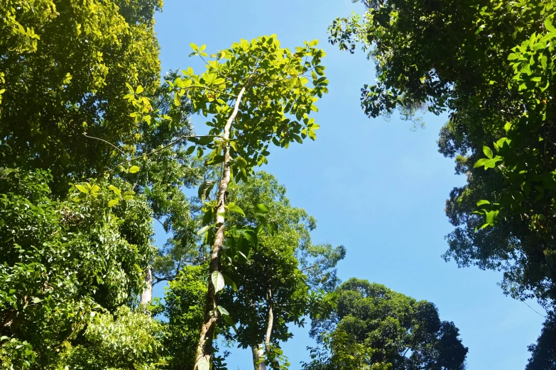 the treetops are very tall and lush on a sunny day