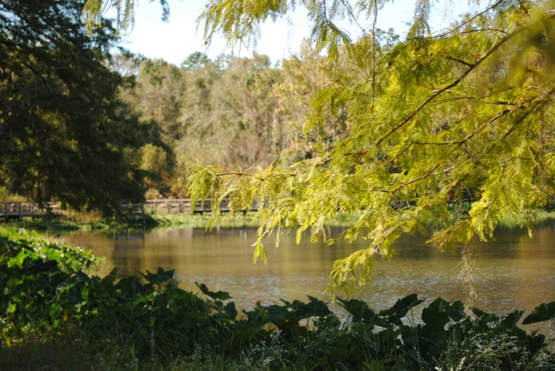 a pond sits in front of trees with leaves around it