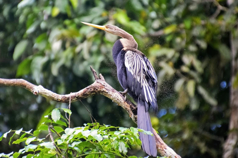 a large bird perched on a tree nch