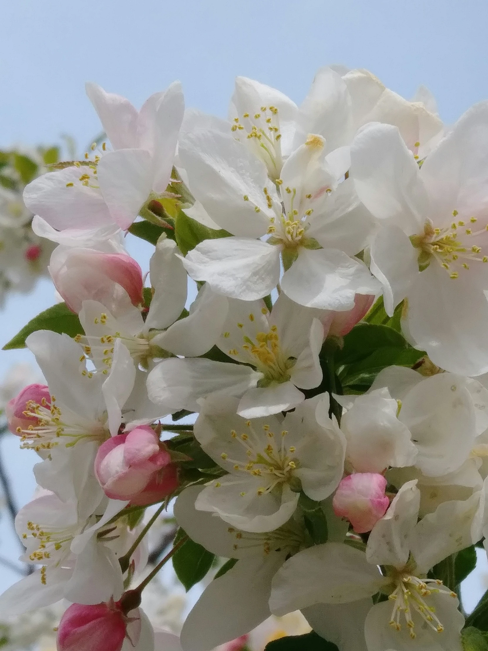 white flowers and pink buds against a light blue sky