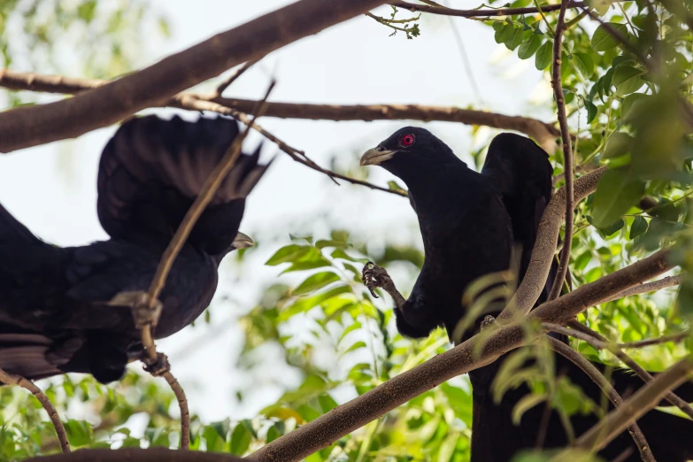 black birds sitting on top of a tree nch