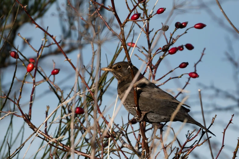 two birds sitting on top of a tree with berries