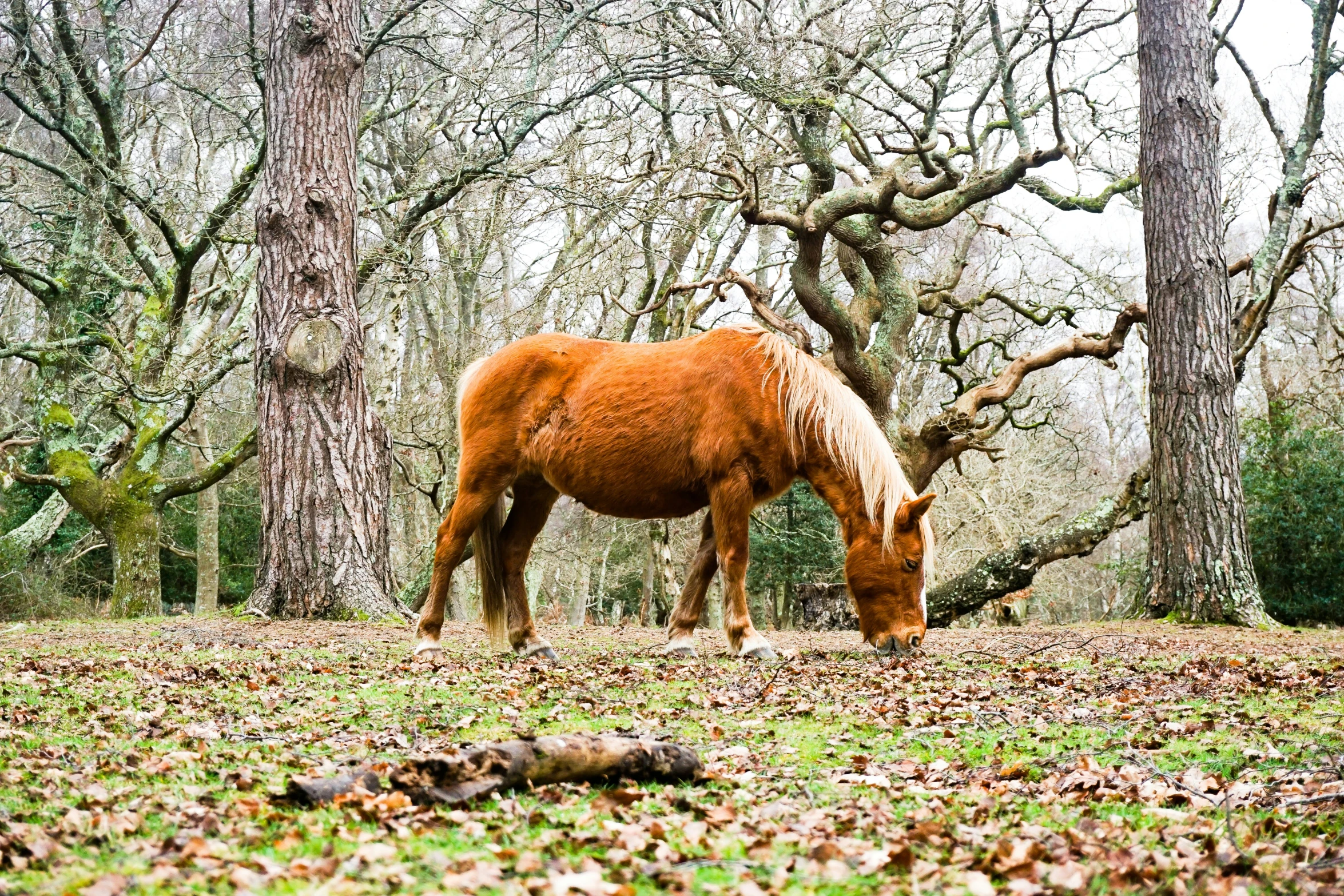 a horse grazing on grass in a field