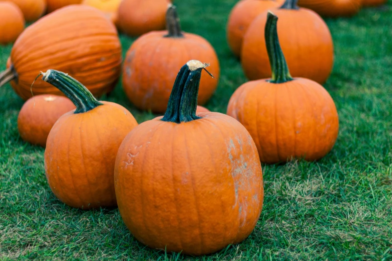 pumpkins in various sizes and shapes lined up in the grass