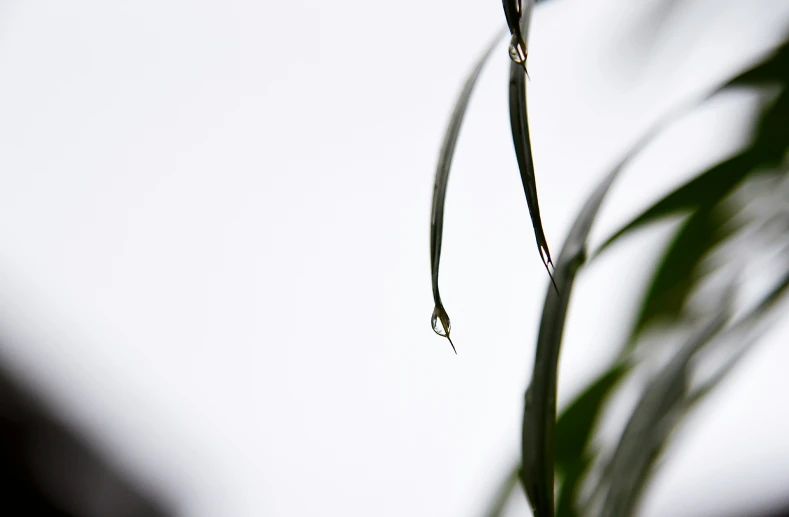 a small white flower in the shape of a heart